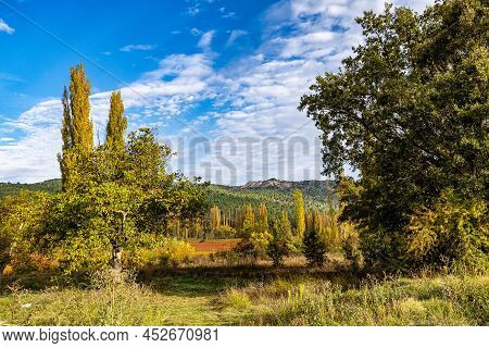 Autumnal Wicker Grown In The Natural Park Of The Serrania De Cuenca. Canamares. Castilla La Mancha. 
