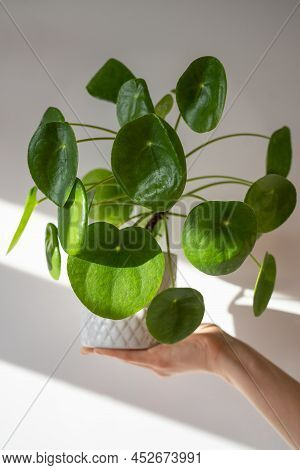 Closeup Of Woman Hand Holding Flower Pot With Succulent Pilea Peperomioides Known As Chinese Money P