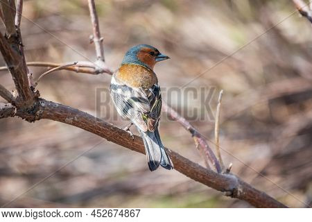Common Chaffinch, Fringilla Coelebs, Sits On A Branch In Spring On Green Background. Common Chaffinc