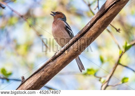 Common Chaffinch, Fringilla Coelebs, Sits On A Branch In Spring On Green Background. Common Chaffinc