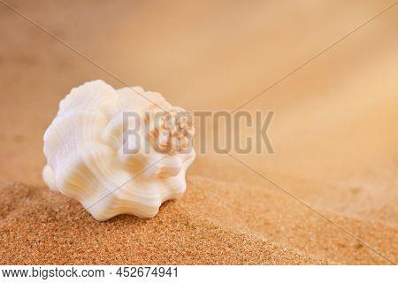 Small Beige Twisted Seashell On The Sand In Sun Rays