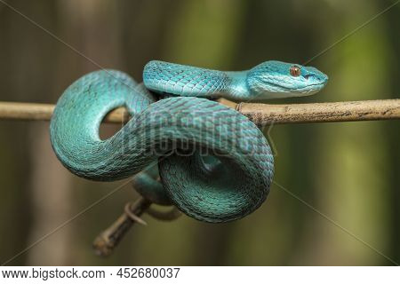 White-lipped Island Pit Viper Trimeresurus Insularis In The Wild