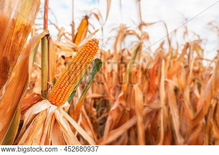 Close Up Of Corn Ear In Maize Crops Field, Selective Focus
