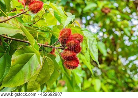 Close Up Of Bixa Orellana Or Anatto Fruit Tree In The Forest Zanzibar, Tanzania