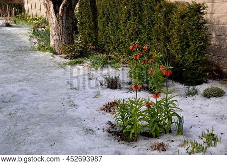 Large Perennials With Red Bells Flowers Along With A Yellow Narcissus Flower In A Bark Mulched Flowe