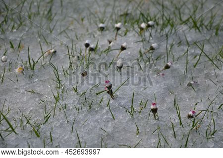 A Shower Of Hail Covered The Lawn In The Garden. Daisy Flowers Closed The Petals In Shock. Spring Va