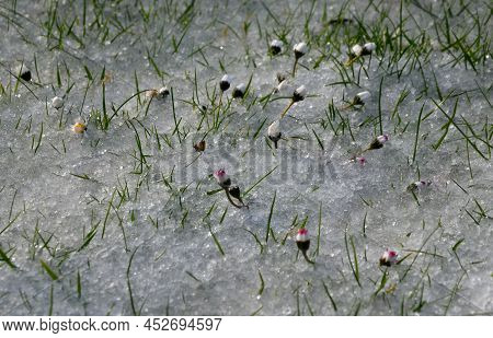 A Shower Of Hail Covered The Lawn In The Garden. Daisy Flowers Closed The Petals In Shock. Spring Va