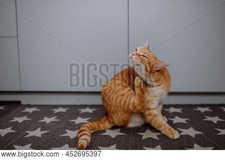 Ginger Cat Scratching Herself With Leg Indoors.
