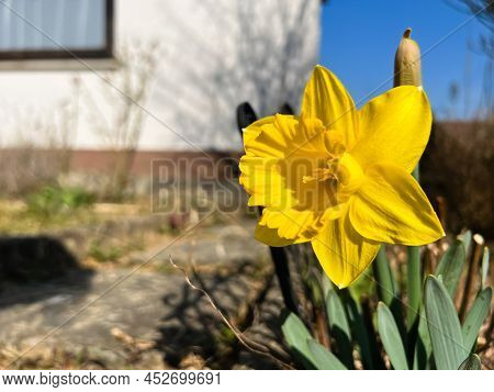 First Yelow Flowers Of Spring In The Garden