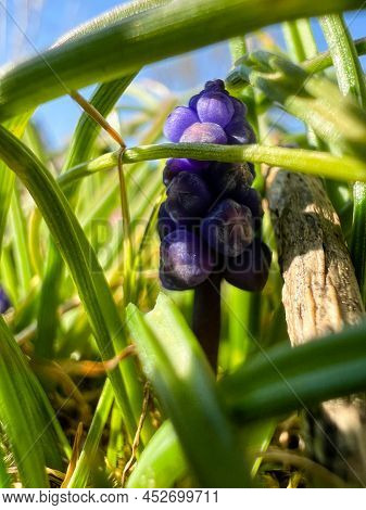 First Flowers Of Spring In The Garden
