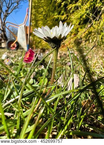 First Flowers Of Spring In The Garden