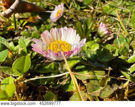 First Flowers Of Spring In The Garden
