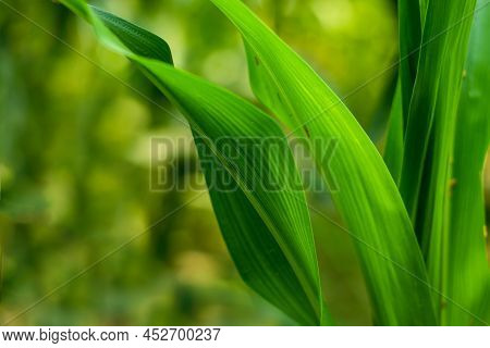The Green Leaf Zea Mays, Corn, Or Green Maize, The Maize Plant Possesses A Simple Stem Of Nodes And 