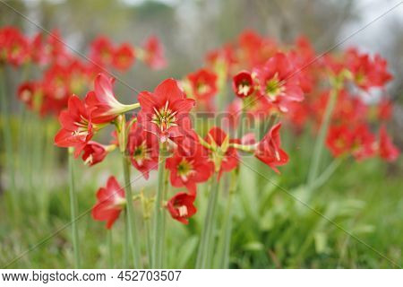 Hippeastrum Johnsonii Bury Or Amaryllidaceae. The Distinctive Characteristics Of This Plant Are Bloo