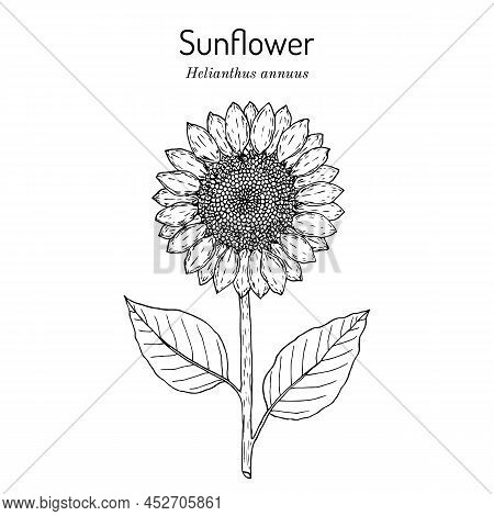 Sunflower Helianthus Annuus , Edible And Ornamental Plant. Hand Drawn Botanical Vector Illustration
