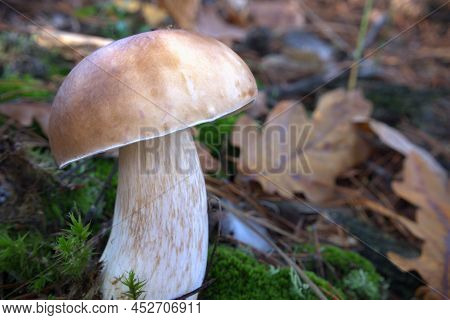 Mushroom King Boletus Pinophilus Whild Mushrooms Outdoors In The Forest In Autumn