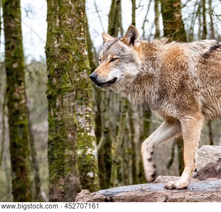 Close Up Of An Adult Wolve Roaming In The Forest