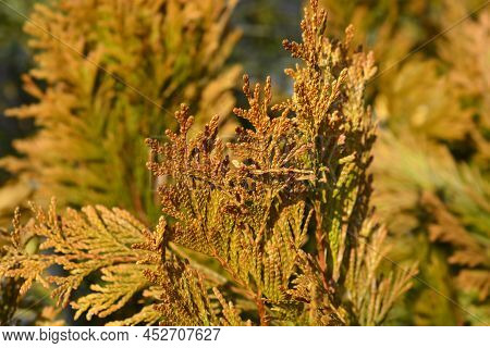 Western Red Cedar 4ever Goldy Yellow Branches