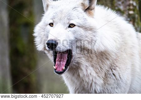 Close Up Of An Adult White Wolve Roaming In The Forest