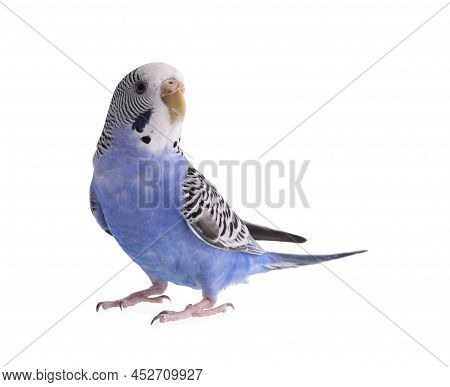 Beautiful Parrot Isolated On White. Exotic Pet