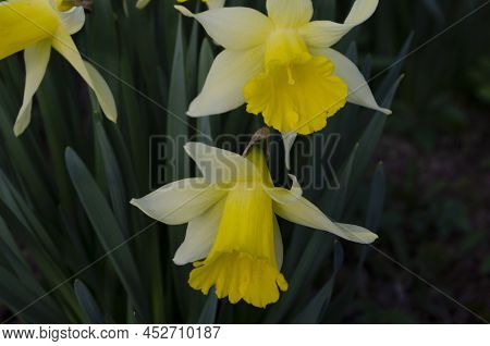Amazing Yellow Daffodils Flower Field In The Morning Sunlight. The Perfect Image For Spring Backgrou