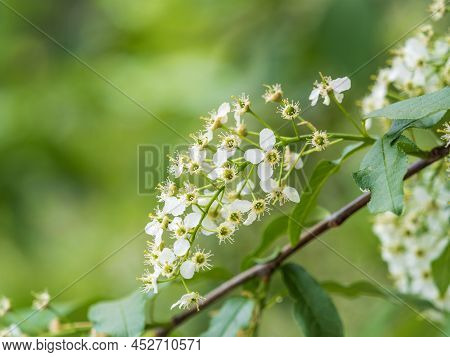 White Flowers Blooming Bird Cherry. Close-up Of A Flowering Prunus Padus Tree With White Little Blos