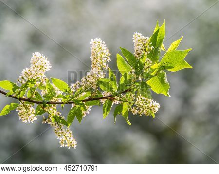 White Flowers Blooming Bird Cherry. Bird Cherry Tree In Blossom. Close-up Of A Flowering Prunus Padu