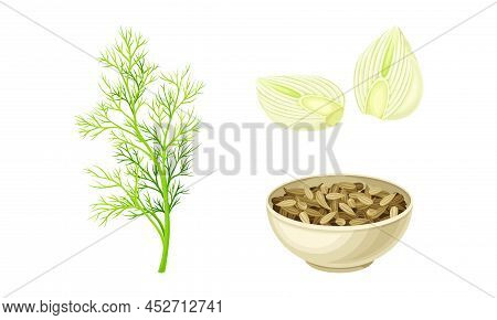 Florence Fennel Or Finocchio Flowering Herbal Plant, Bulbs And Seeds Set Vector Illustration