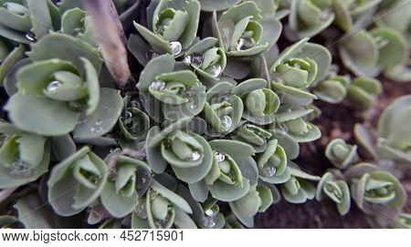 Green Natural Background. The Creative Layout Of The Green Leaves. Green Succulents Leaves With A Mi