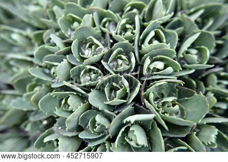 Sedum Flowers With Stems And Dew Drops, Vegetable Background. Texture Of Small, Unblown Green Plants