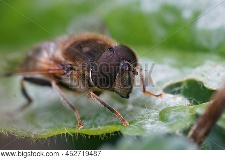 Frontal Closeup On The Eye Of A Common Drone Fly, Eristalis Tenax, Sitting On A Green Leaf In The Ga