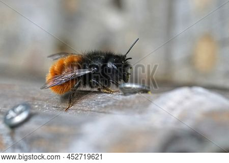 Closeup On A Colorful , Flufy, Female European Orchard Mason Bee, Osmia Cornuta Sitting On The Bee-h