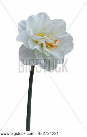 Double Daffodil Isolated On White Background. White Narcissus Replete