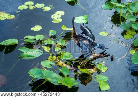 Anhinga Anhinga, Sometimes Called Snakebird, Darter, American Darter, Or Water Turkey, Dries Its Win