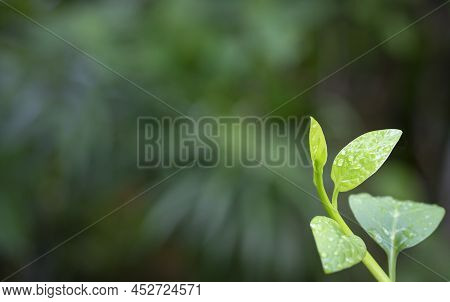Green Leaf And Nature Background. Springtime Or New Beginnings Concept. Copy Space.