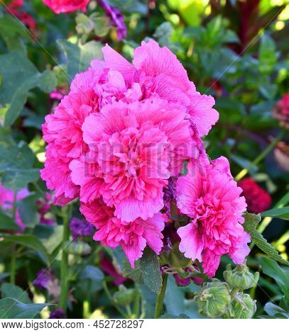 Terry Flower Stock Rose (lat. Alcea Rosea) Or Mallow Of Pale Pink Color