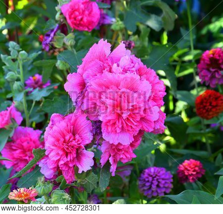 Terry Flower Stock Rose (lat. Alcea Rosea) Or Mallow Of Pale Pink Color