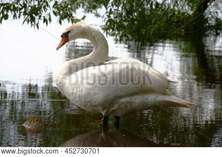 The Lonely Large Swan Costs Also To Water On The Drowned Log Under Willow Branches.