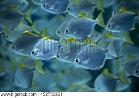 Group Of Colorful Monodactylus Argenteus Silver Moonyfish Swim In Marina Aquarium