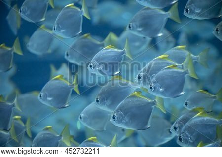 Group Of Colorful Monodactylus Argenteus Silver Moonyfish Swim In Marina Aquarium