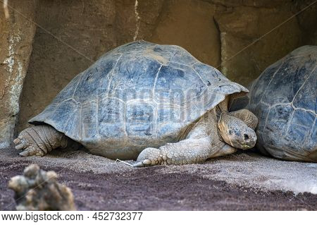 Big Adult Galapagos Tortoise Or Chelonoidis Niger Turtle Resting On Sand Close Up