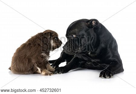 Puppy Finnish Lapphund And Staffy In Front Of White Background