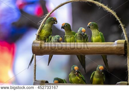 Group Of Green Cordilleran Parakeets Or Psittacara Frontatus Minor Birds Close Up