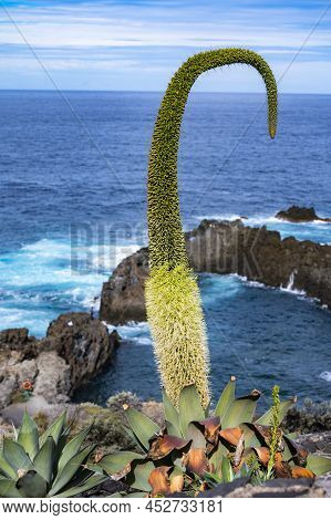 Blossom Of Agava Plant In Charco Del Viento Natural Pool In Black Lava Rocks On Tenerife, Canary Isl