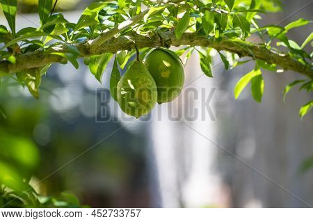 Green Fruits Hanging On Crescentia Cujete Or Calabash Tree In Tropical Caribbean Garden