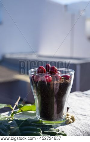Red Ripe Arabica Coffee Berries, Green Coffee Beands, Leaves And Roasted Ground Coffee In Glass And