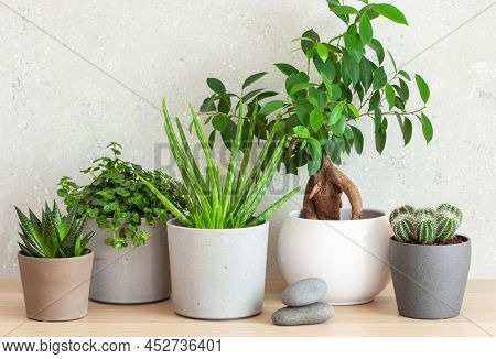 green houseplants cactus succulent aloe vera, gasteria duval, pilea depressa, parodia warasii, ficus