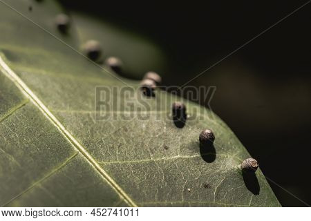 Abstract Banner Larvae Of Insect Eggs Ball Shape Accuracy Lie Beauty Along Edge Of Green Plant Leaf 
