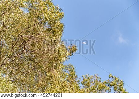 Eucalyptus Tree Branches Against A Clear Blue Sky With A Half Moon On It In The Golan Heights In Nor