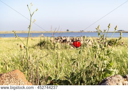 Flowers And Lush Greenery In A Meadow Against The Backdrop Of A Pond In The Golan Heights In Norther